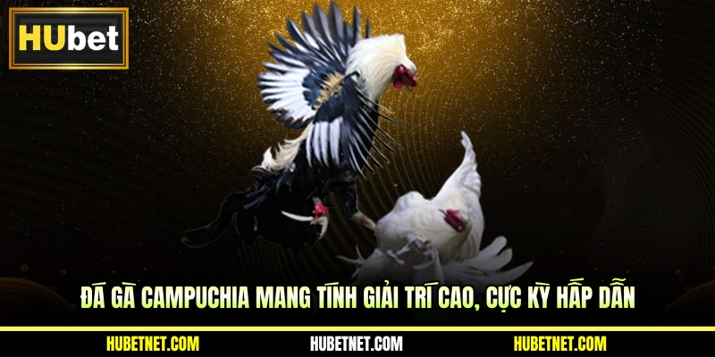 Đá gà Campuchia mang tính giải trí cao, cực kỳ hấp dẫn