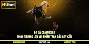 Đá gà Campuchia - Nhận thưởng lớn với nhiều trận đấu gay cấn