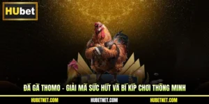 Đá gà Thomo - Giải mã sức hút và bí kíp chơi thông minh