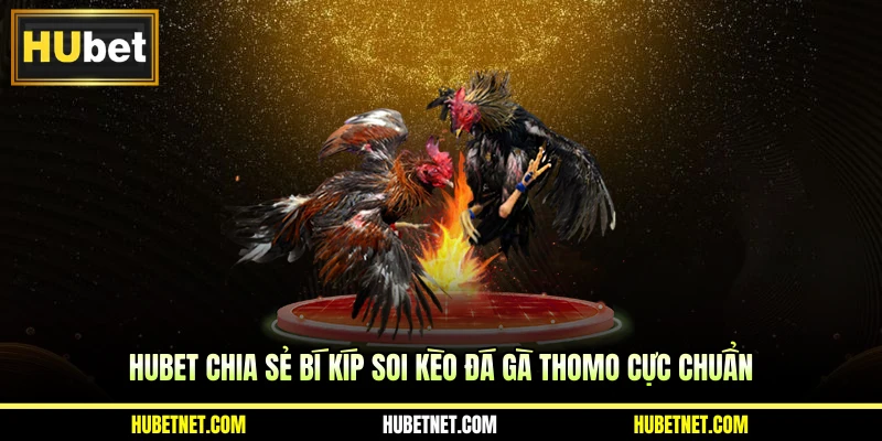 Hubet chia sẻ bí kíp soi kèo đá gà Thomo cực chuẩn
