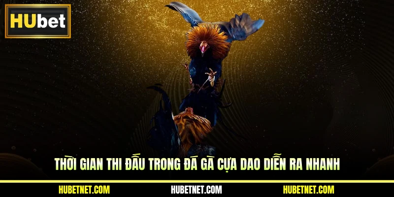 Thời gian thi đấu trong đá gà cựa dao diễn ra nhanh